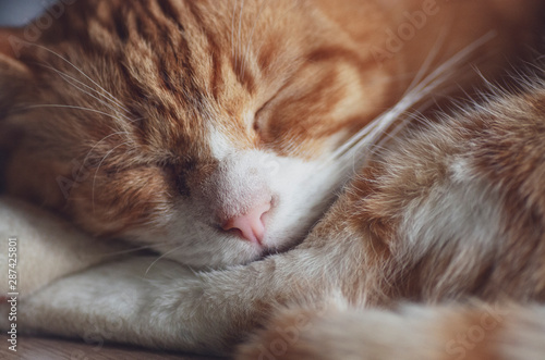 Śpiący kot, rudy kot śpi zwinięty w kłębek. 