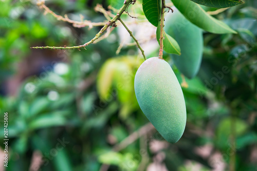 Closeup branch of green fresh mangoes