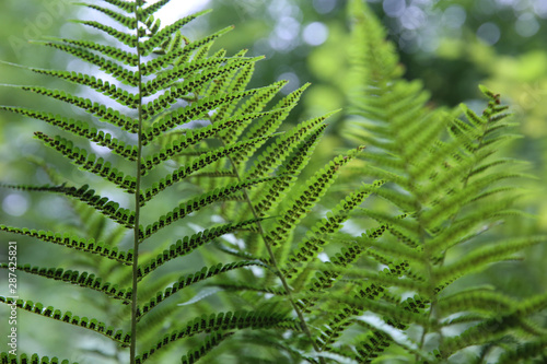 Green fern leaves in the forest