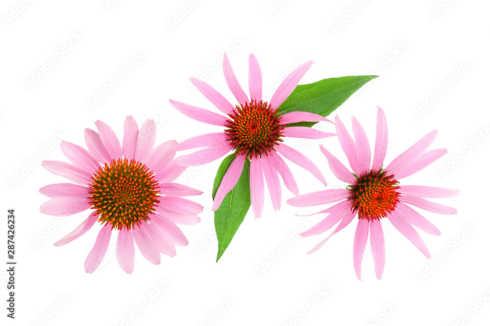 Coneflower or Echinacea purpurea isolated on white background, Top view. Flat lay. Coneflower or Echinacea purpurea isolated on white background, Top view. Flat lay.