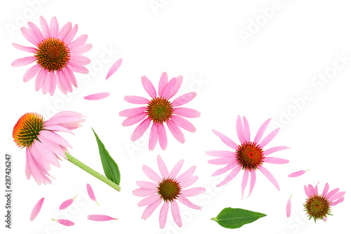 Coneflower or Echinacea purpurea isolated on white background with copy space for your text. Top view. Flat lay