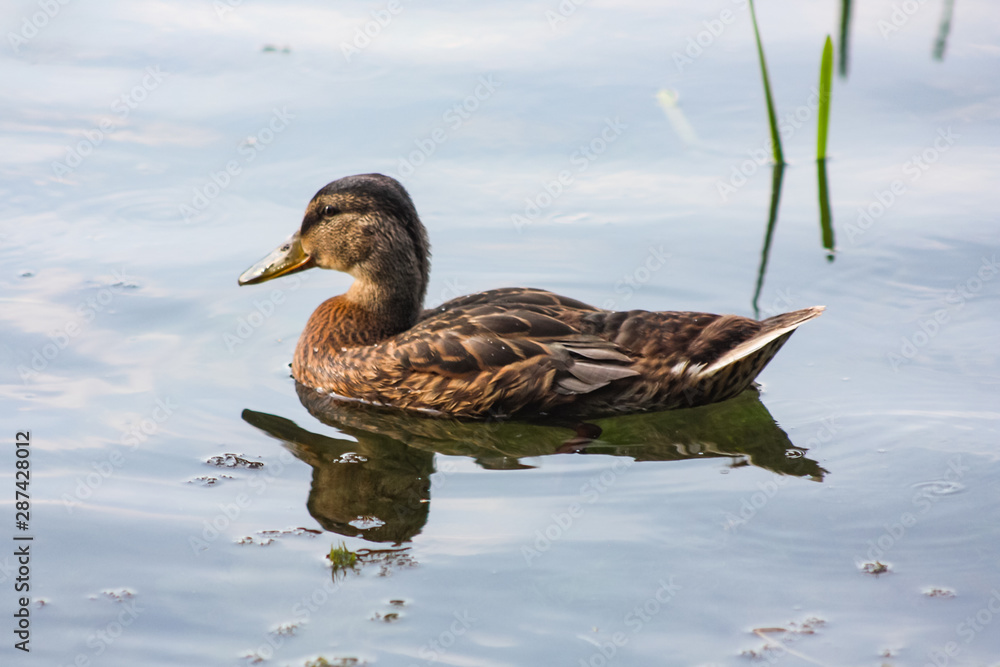One wild duck swims in the lake water One wild duck swims in the lake water