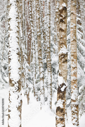 Birch trees in a snowy forest at winter