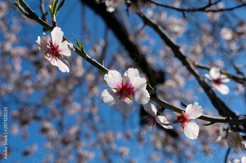 La flor del almendro en primavera luce bajo un sol radiante