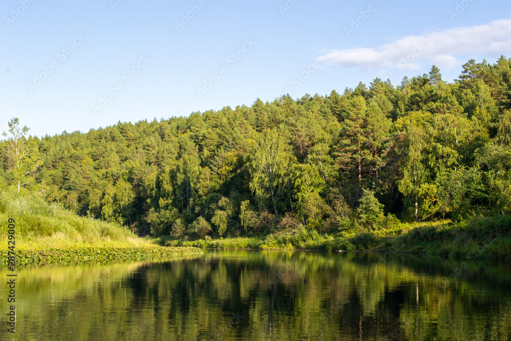 Green forest along the river