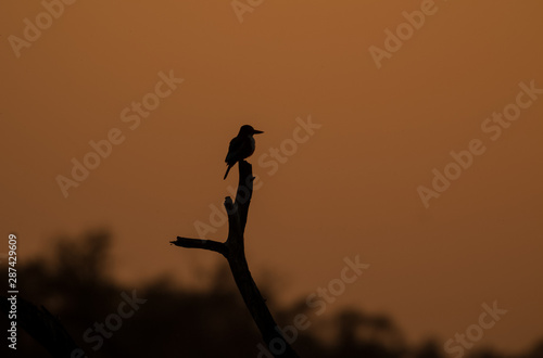 Sunset and and the Silhoutte of Birds at Keoladeo Bird Sanctuary  Bharatpur