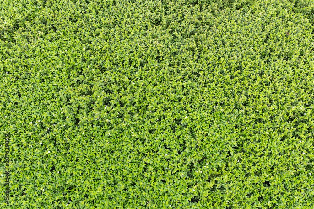 Green grass background turf grass surface abstract. Green grass background turf grass surface abstract.