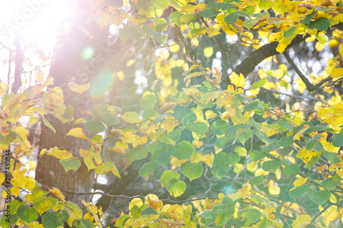 Closeup of golden autumn foliage