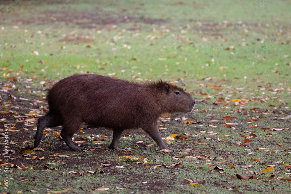capivara capivara