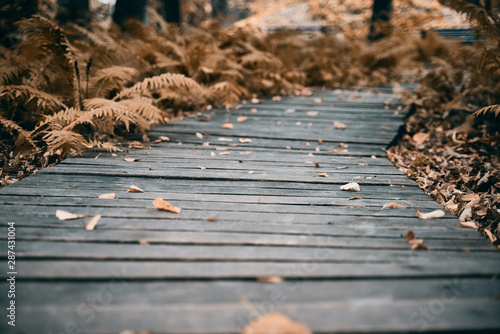 Old wooden pathwalk in the autumn park