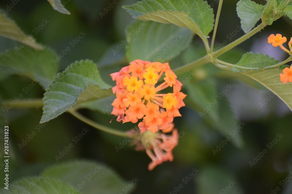 Beautiful summer flower, Cyprus garden Beautiful summer flower, Cyprus garden