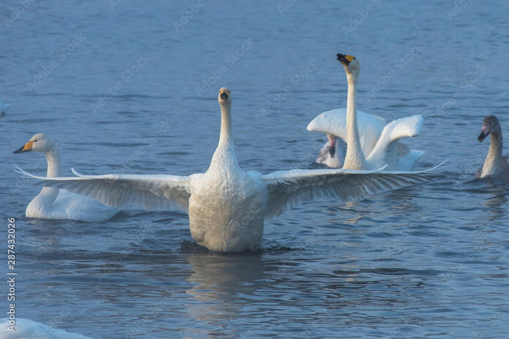 Whooper swans swimming in the lake, Altai, Russia Whooper swans swimming in the lake, Altai, Russia