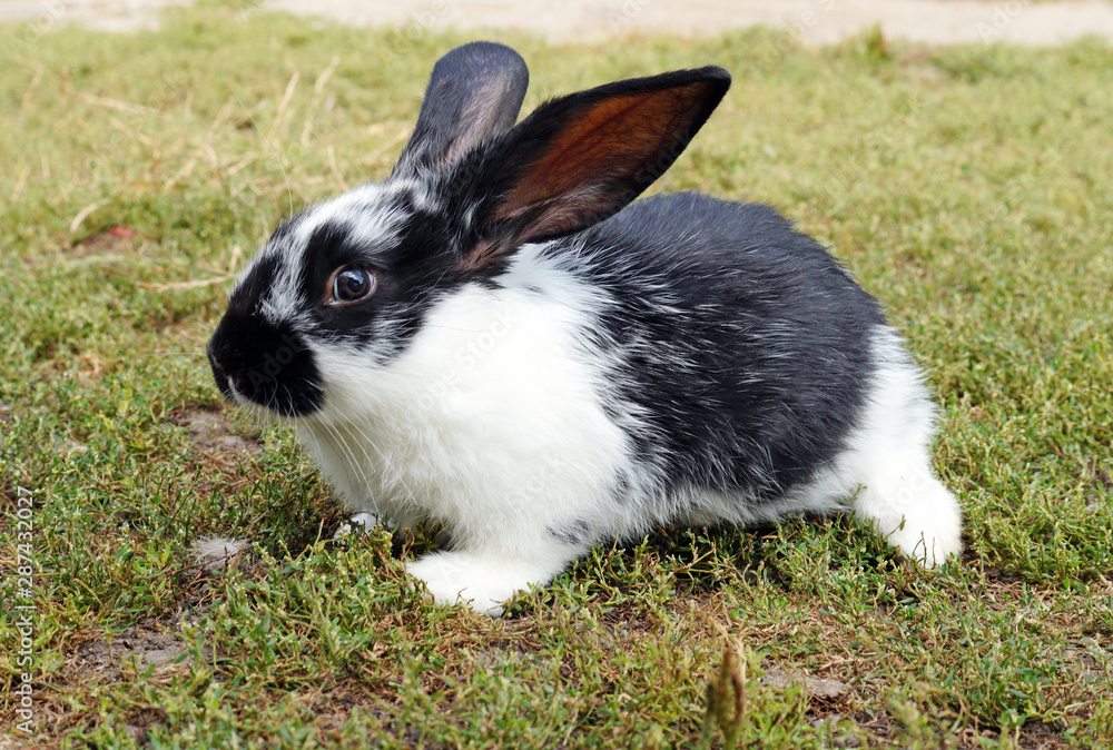 Small black and white rabbit on the green lawn.