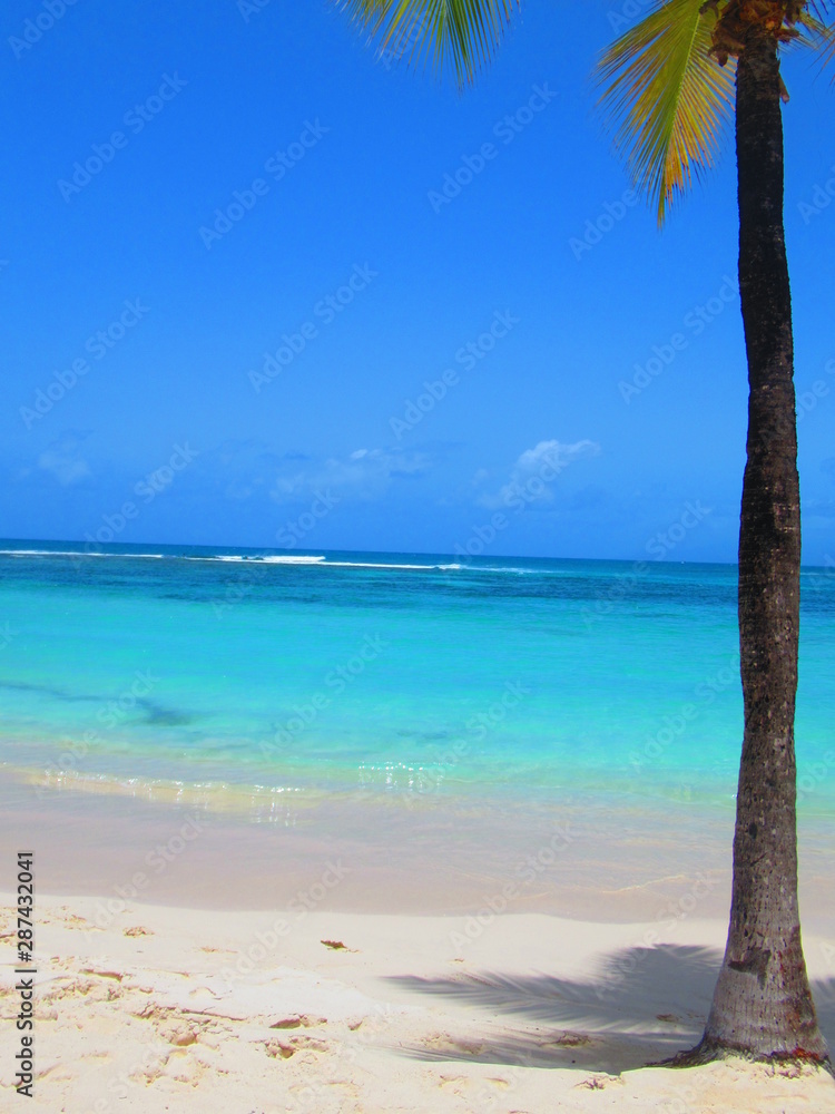 Une plage avec un cocotier et la mer paradisiaque sous un ciel sans nuage
