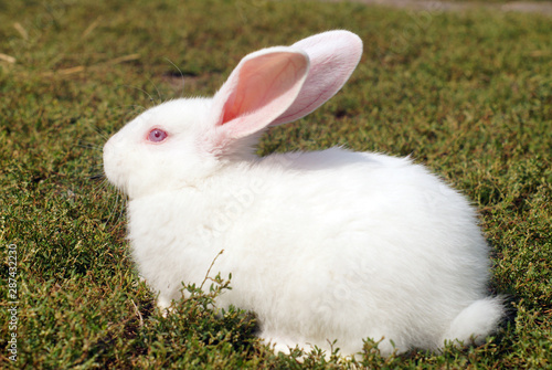 Obraz na płótnie Small white rabbit on the green lawn. w salonie