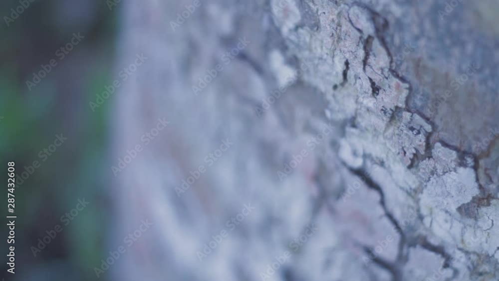 Casca do tronco árvore