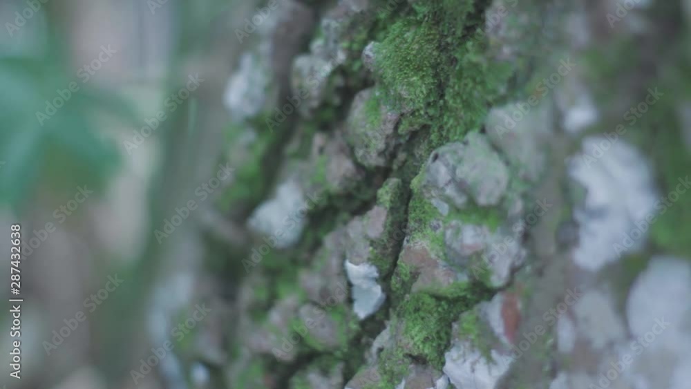 Casca do tronco árvore