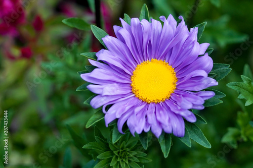 A purple alpine aster flower photo