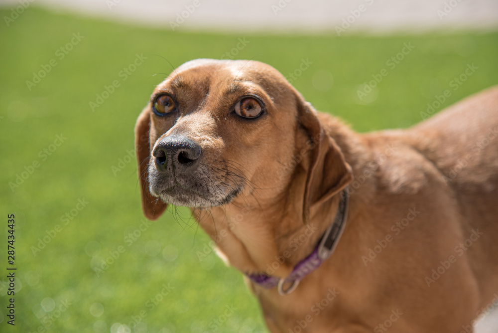 Skeptical dachshund mix sniffing the air