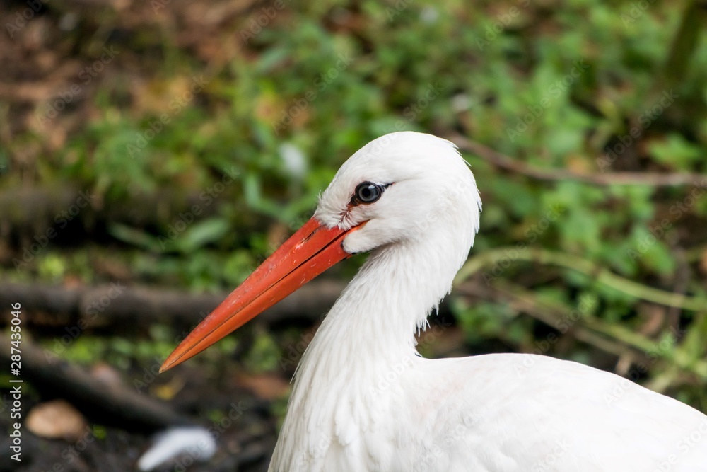 Fototapeta premium Portrait of european white stork