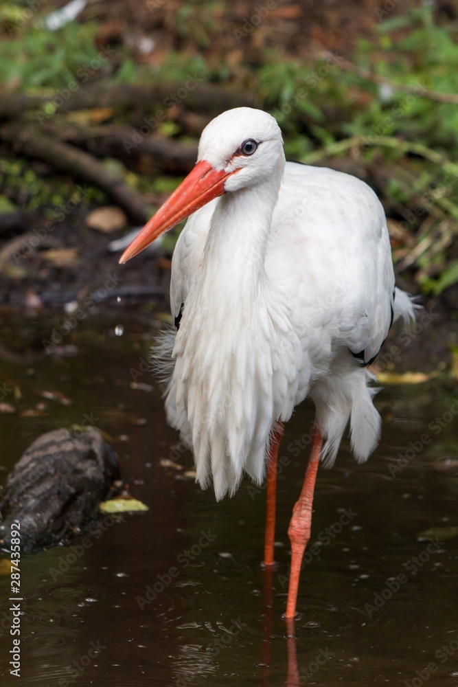 Fototapeta premium European white stork wading through flooding looking for food