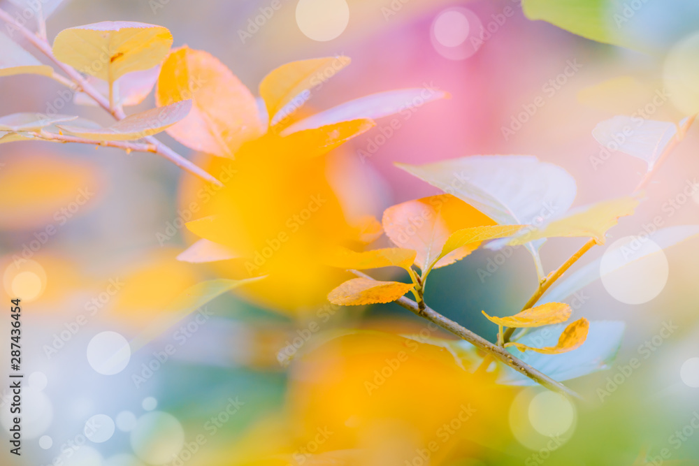 Abstract defocused nature background with yellow autumn leaves and bokeh