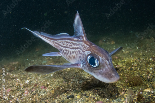 Obraz na płótnie Rabbit fish 
