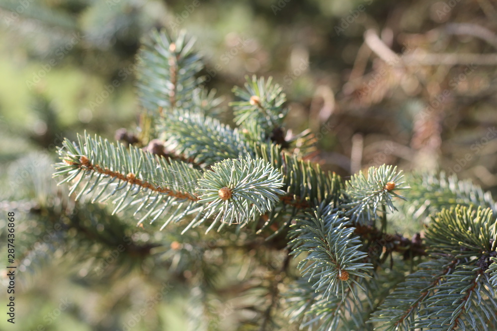 pine tree pine tree