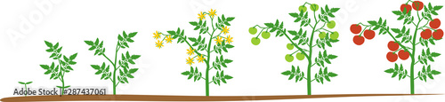 Life cycle of tomato plant. Growth stages from sprout to flowering and fruiting plant with ripe red tomatoes isolated on white background