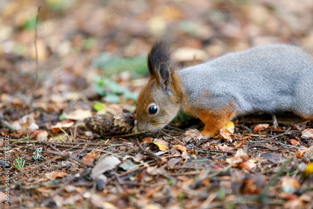 Closeup of squirrel looking for food on the ground Closeup of squirrel looking for food on the ground