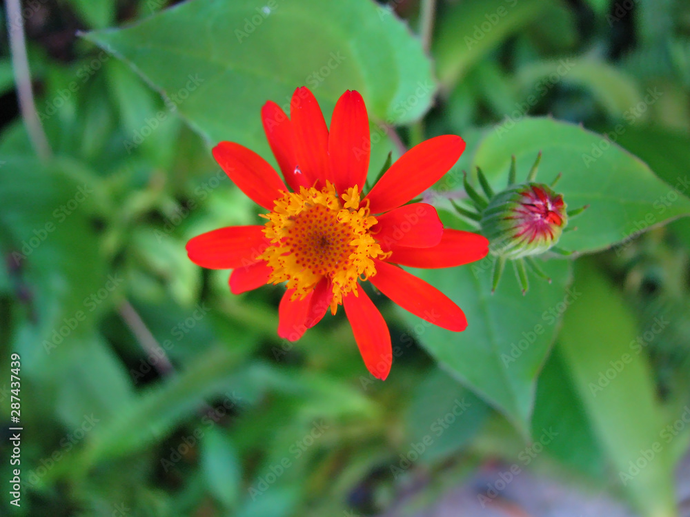 Atlantic Forest flowers and plants. Common species of Rio de Janeiro region. Atlantic Forest flowers and plants. Common species of Rio de Janeiro region.