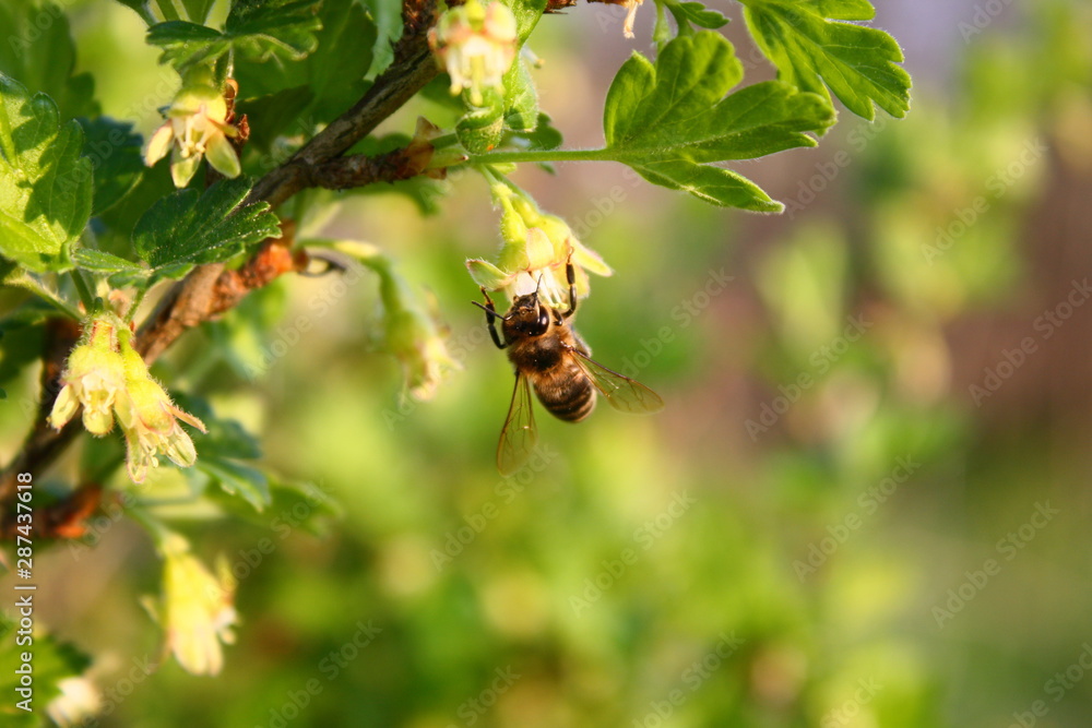 Bee sits on a flower of gooseberry bush and collects pollen on spring sunny day Bee sits on a flower of gooseberry bush and collects pollen on spring sunny day