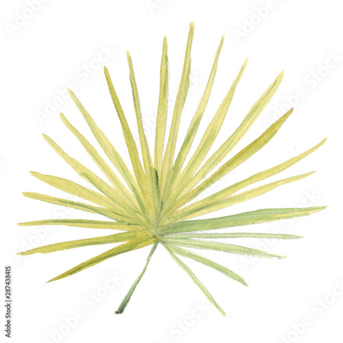 Leaf of a palm tree in the shape of a star or fan. Dracaena. Bright tropical leaves of saturated green colors and multi-colored flowers of the rainforest. Watercolor hand-drawn illustration