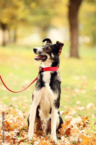 Beautiful dog with collar in autumn park