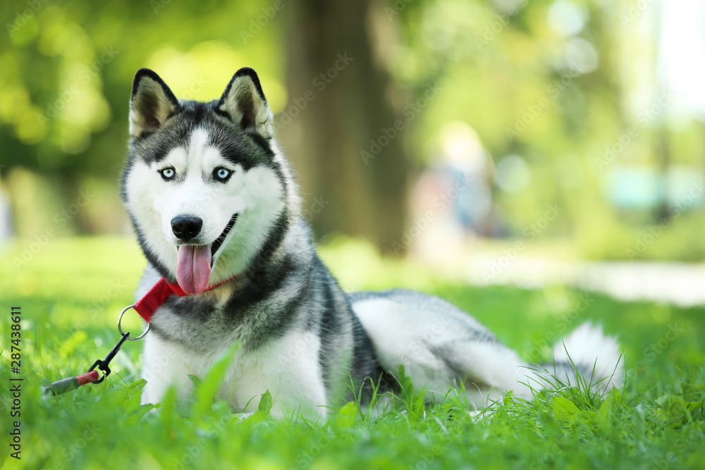 Husky dog lying on the grass in park