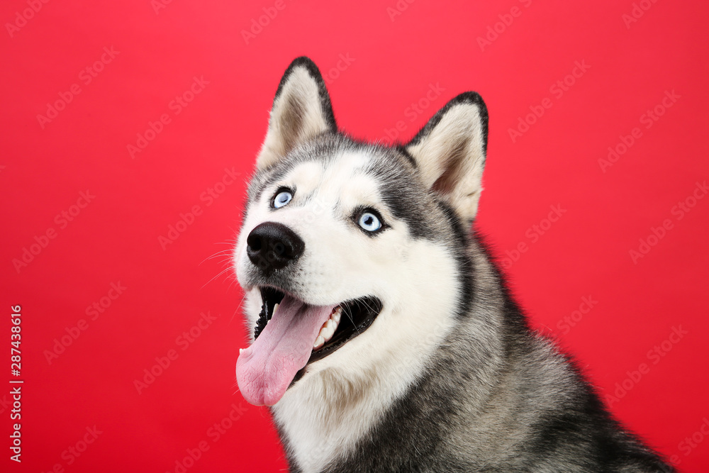 Husky dog on red background