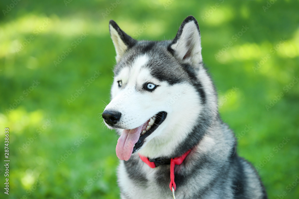 Husky dog sitting on the grass in park