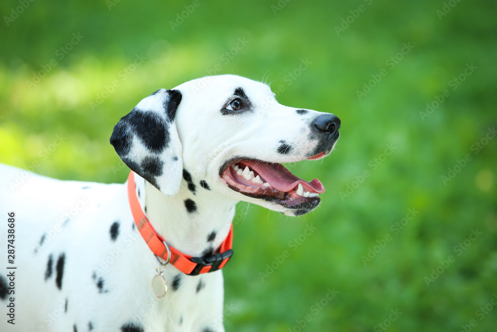 Dalmatian dog playing on the grass in the park Dalmatian dog playing on the grass in the park