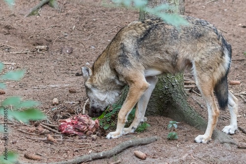 grey wolf  canis lupus  eating meat in the euopean forest