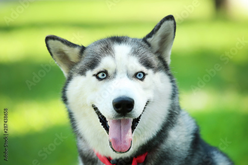 Husky dog sitting on the grass in park