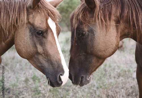 Quarter horses on farm, animal behavior concept between companion livestock.