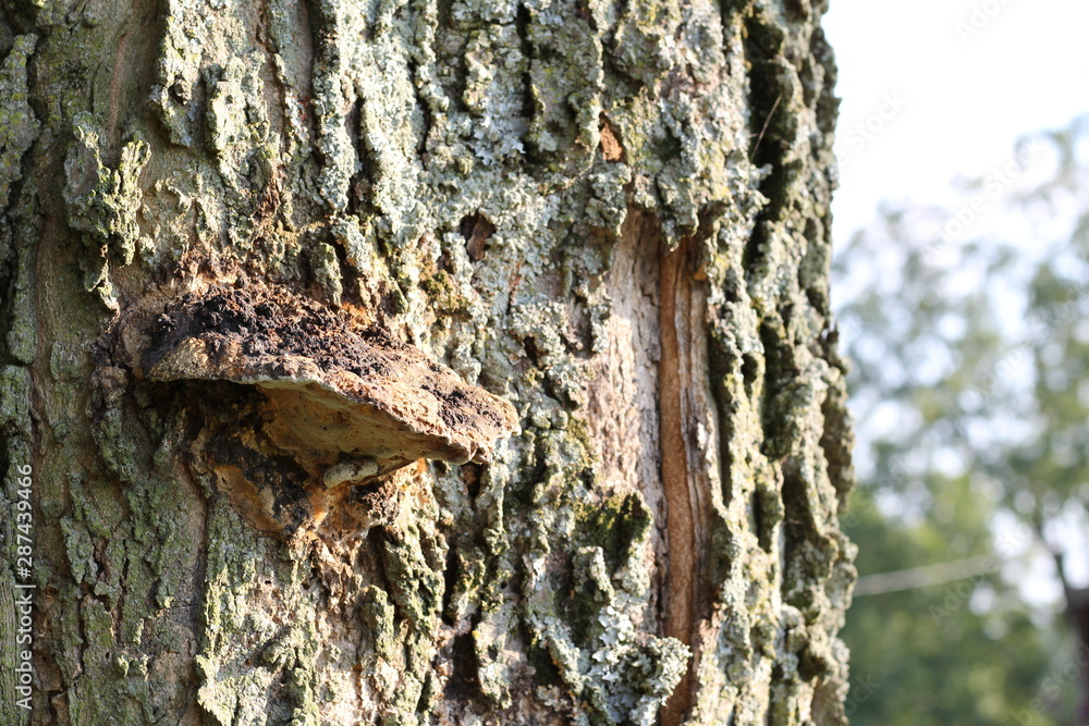 Fototapeta premium tree bark and fungus