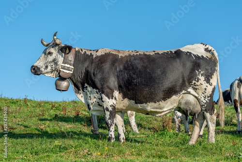 Fotografie Vache vosgienne