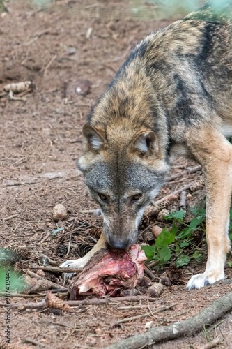 grey wolf  canis lupus  eating meat in the euopean forest