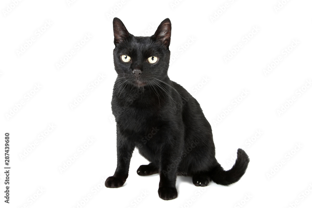 Black cat isolated on white background Black cat isolated on white background