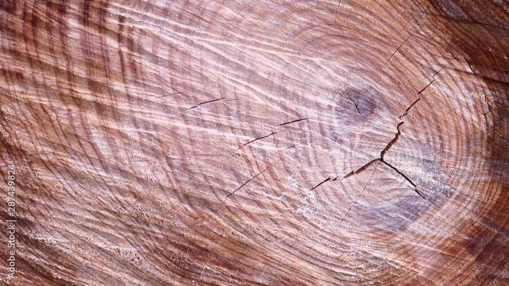 Cut Tree Trunk Video Shooting Close-up Cut Tree Trunk Video Shooting Close-up