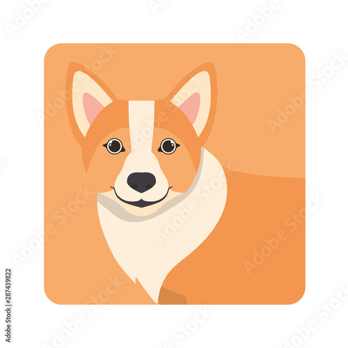 cute welsh corgi dog on white background