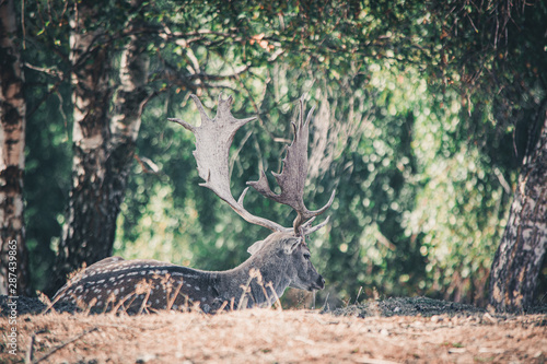 Wild deer in the autumn park © Razvan Antonescu