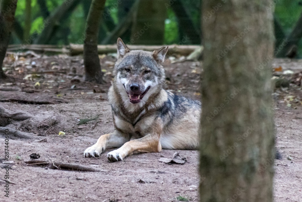 close up portrait of a grey wolf (canis lupus) also know as Timber wolf in forest during the summer months close up portrait of a grey wolf (canis lupus) also know as Timber wolf in forest during the summer months