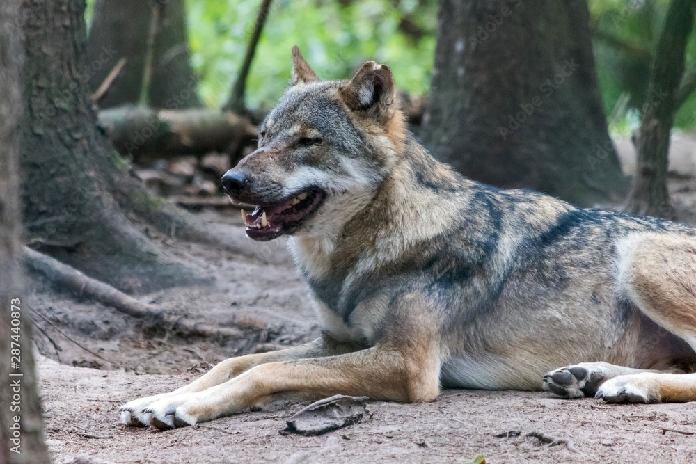 Obraz premium close up portrait of a grey wolf (canis lupus) also know as Timber wolf in forest during the summer months